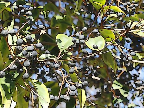 De la Serie:...
