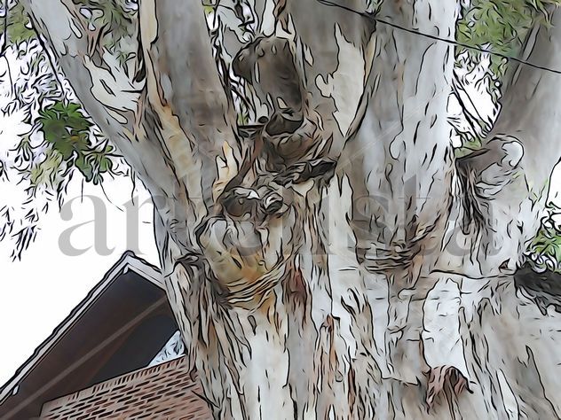 De la Serie: Árboles de Martínez, Buenos Aires.