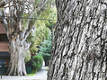 De la Serie: "Árboles de Martínez", Buenos Aires.