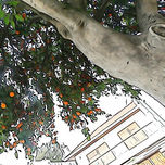 "Árboles de Martínez", Buenos Aires. thumbnail 2