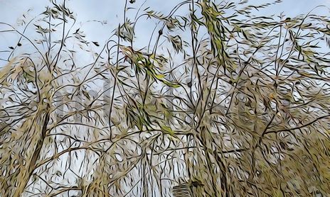 "Árboles: Variedades", Barcelona.