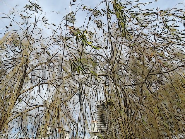 De la Serie: Árboles: Variedades, Barcelona.