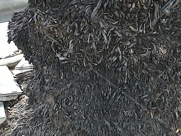 De la Serie: Árboles: Variedades, Barcelona.