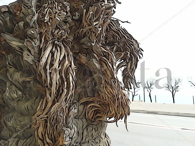 De la Serie: Árboles: Variedades, Barcelona.