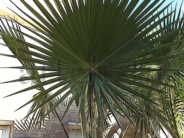 De la Serie: Árboles: Variedades, Barcelona.