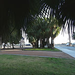 "Árboles: Variedades", Barcelona. thumbnail 2