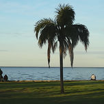 "Árboles de Martínez", Buenos Aires. thumbnail 1