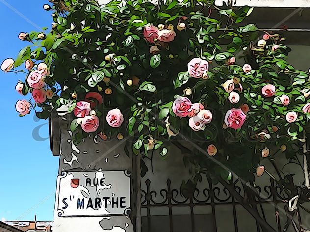 De la Serie: "Flores"