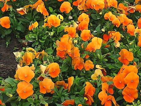 De la Serie: "Flores"