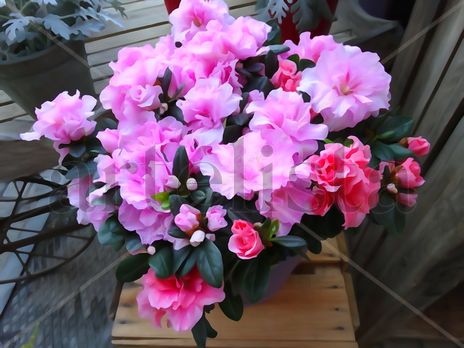 De la Serie: "Flores"