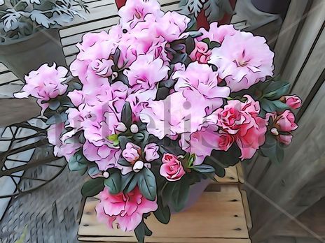 De la Serie: "Flores"