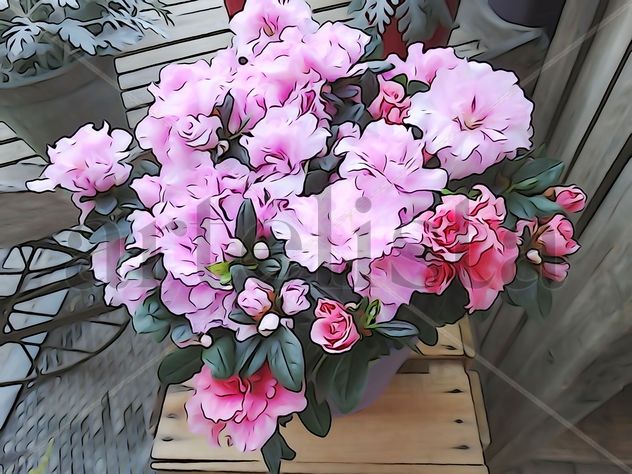 De la Serie: "Flores"