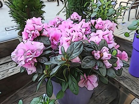 De la Serie: "Flores"