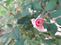De la Serie: "Flores"