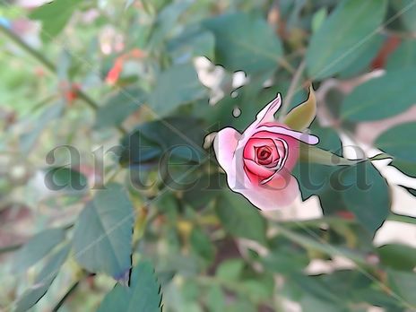 De la Serie: "Flores"