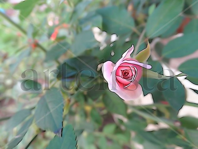 De la Serie: "Flores"