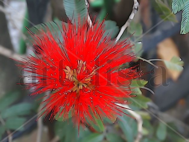 De la Serie "Flores"
