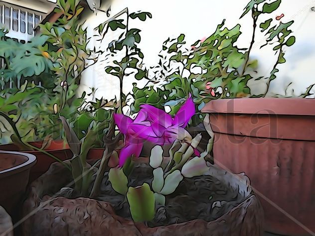 De la Serie: "Flores"