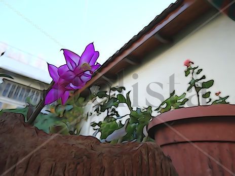 De la Serie: "Flores"