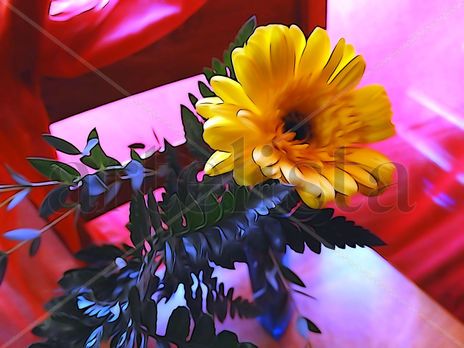 De la Serie: "Flores"