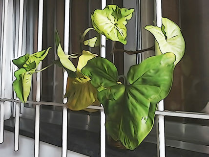 De la Serie: Hojas,...
