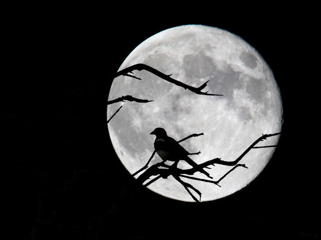 EL GUARDIAN DE LA LUNA Nature Color (Digital)