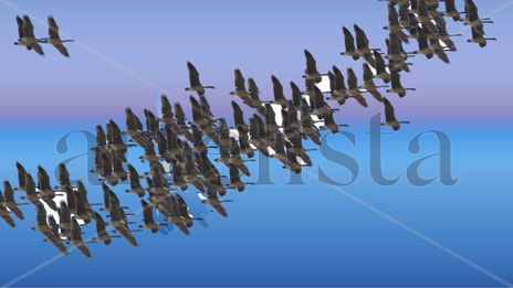 Aves en el cielo