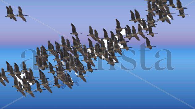 Aves en el cielo