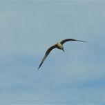 Natura thumbnail 1