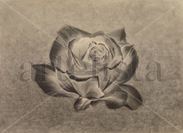 Rosa azul. Blue rose Grafito