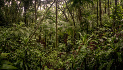Bosque encantado