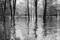 Flooded trees