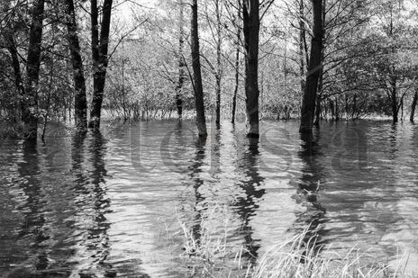 Flooded trees