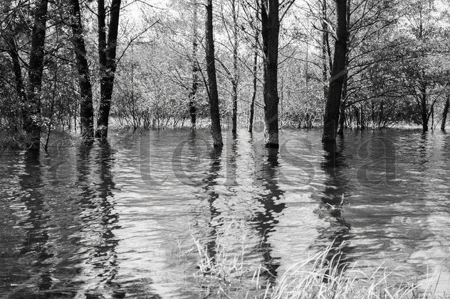 Flooded trees