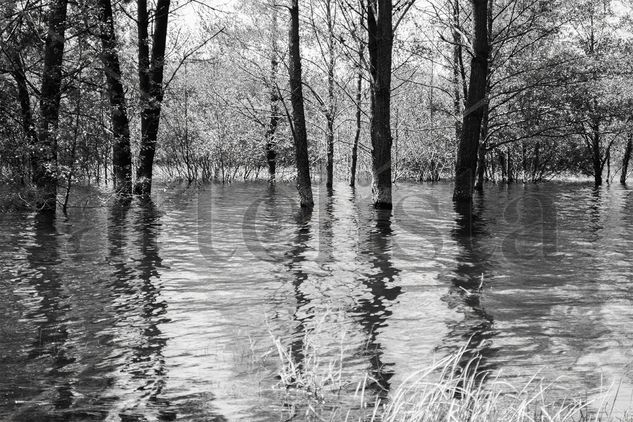 Flooded trees Nature Black and White (Digital)