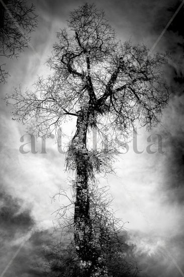 Árbol del cielo.  Tree of heaven Nature Black and White (Digital)