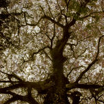Árboles thumbnail 2