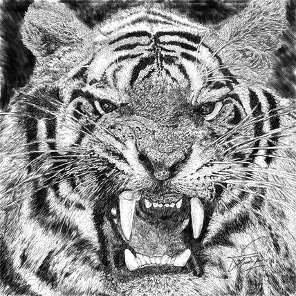 "Tigre"