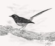 "Pájaro Negro"