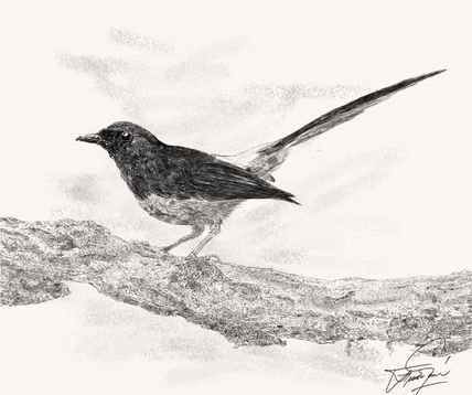"Pájaro Negro"