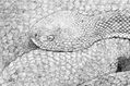 Venenosa