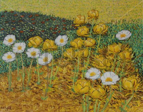 Ranunculus