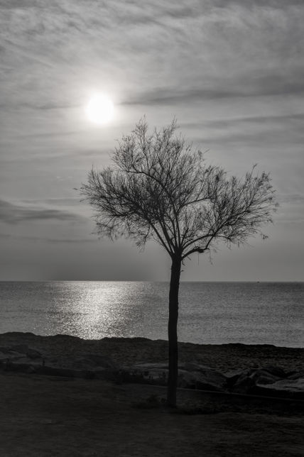 Árbol a la orilla...