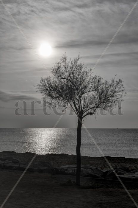 Árbol a la orilla...