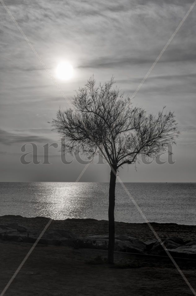 Árbol a la orilla del mar