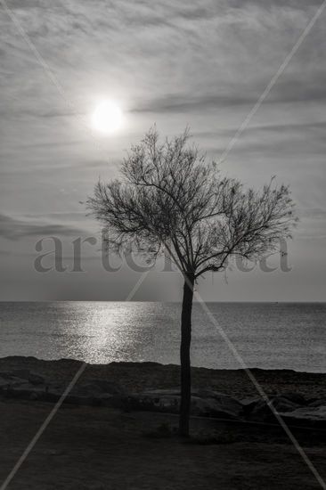 Árbol a la orilla del mar Naturaleza Blanco y Negro (Digital)