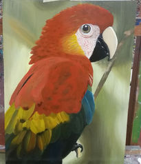 Guacamayo rojo