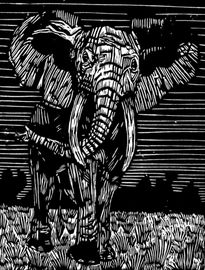 Elefante