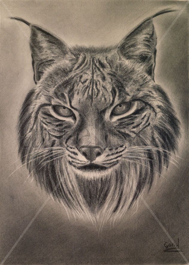 Lince Ibérico. Iberian lynx