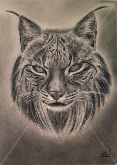 Lince Ibérico. Iberian lynx Grafito